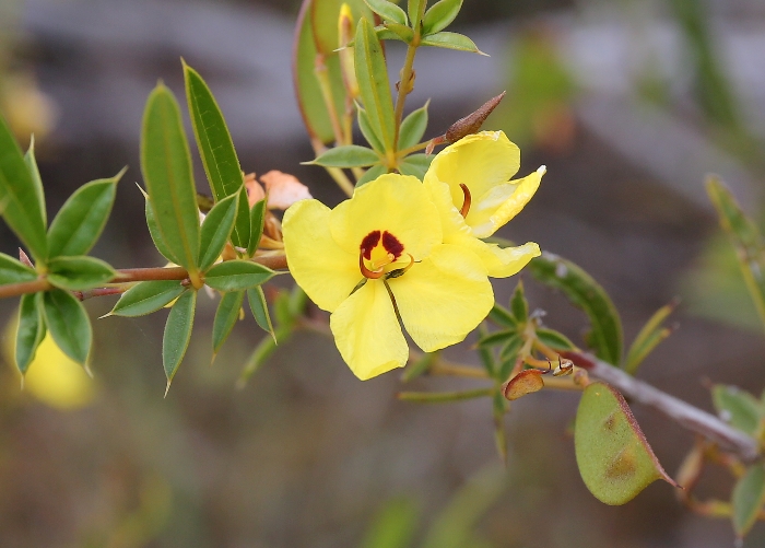 Western Australian Plants Fabaceae